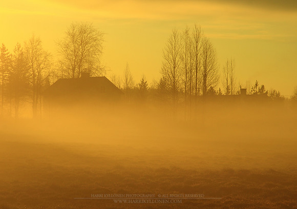 1011 - Golden mist