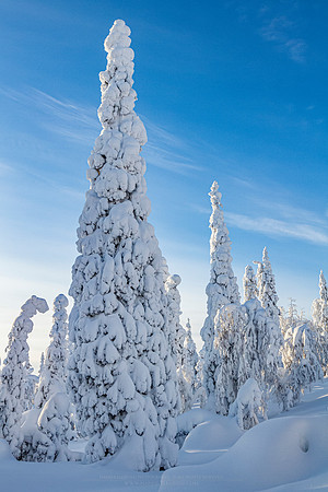 1821 - Crownload snow trees