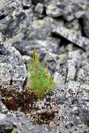 1745 - Severe place to grow