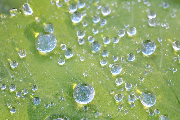 1746 - Water drops on leaf II