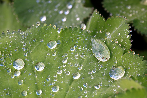 1747 - Water drops on leaf