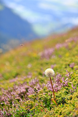 1736 - Bee at work