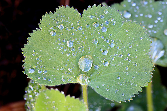 1739 - Drops