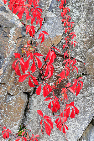 1755 - Red autumn leaves on cliff II