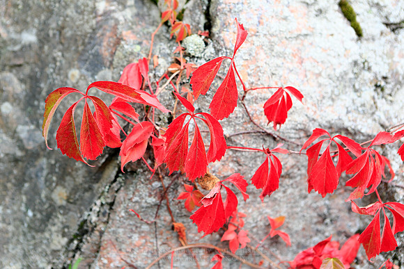 1756 - Red autumn leaves on cliff
