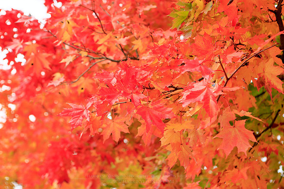 1753 - Autumn leaves 2