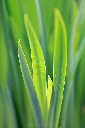 1740 - Glowing green grass II
