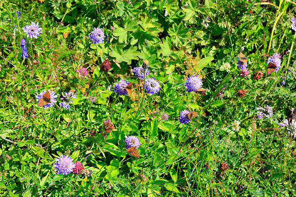 1742 - Group of Butterflies