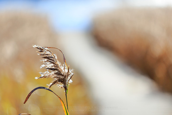 1743 - Reed
