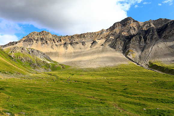 1760 - Cows at mountain meadow