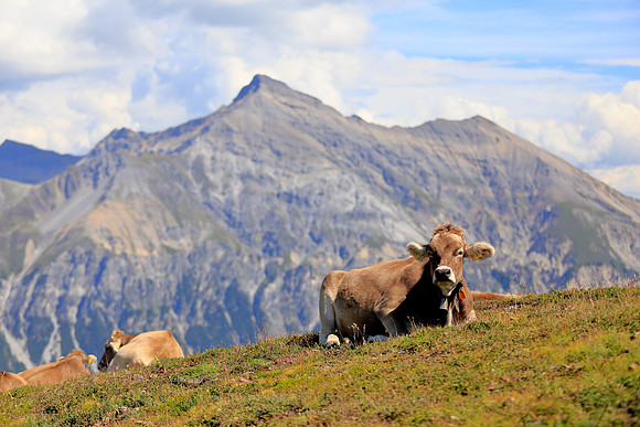 1761 - Cows resting at the mountains