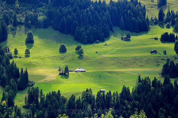 1764 - Heavenly meadow at Erlenbach