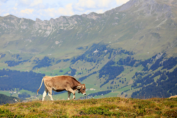 1767 - Lonely cow at alps