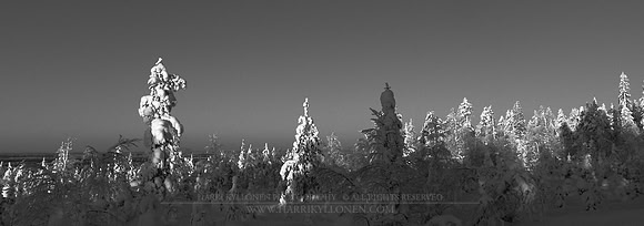 0220 - B - Snowy trees