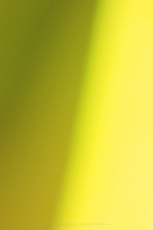0020 - B - Yellow shades
