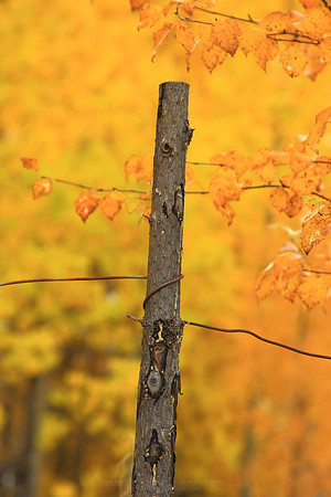 0280 - B - Pole