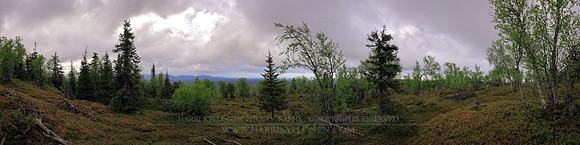 1357 - Fjeld forest view