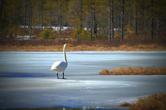 1142 - B - Spring Swan