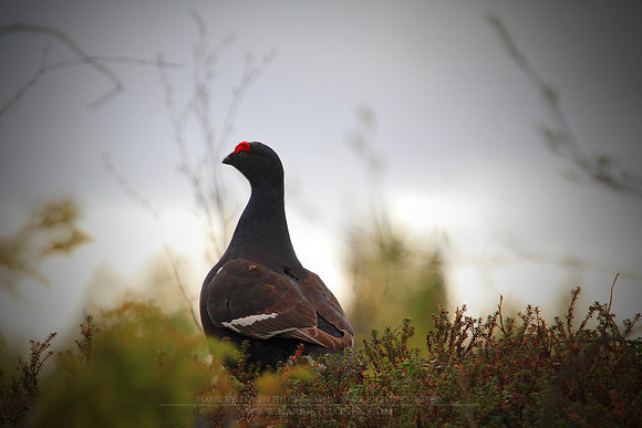 1224 - B - Black Grouse II
