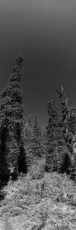 0584 - A - Primeval forest b&w - HD