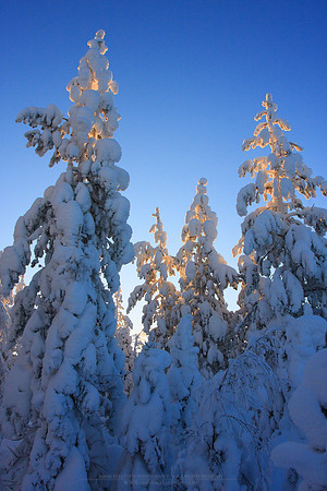 0342 - B - Trees and sky