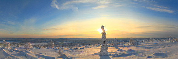 0464 - A - Candle Spruce - HD