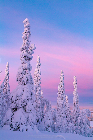 1825 - Snowy trees on Mustavaara