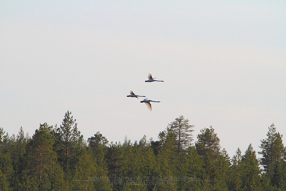 1160 - B - Swans