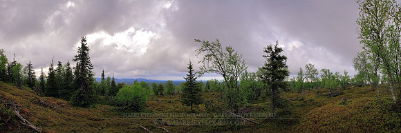 0655 - A - Fjeld forest view - HD