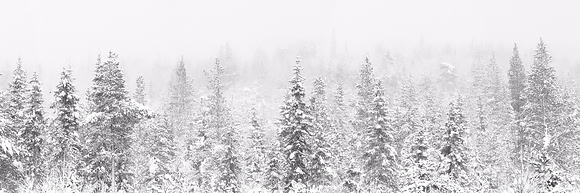 0471 - A - Misty forest - HD