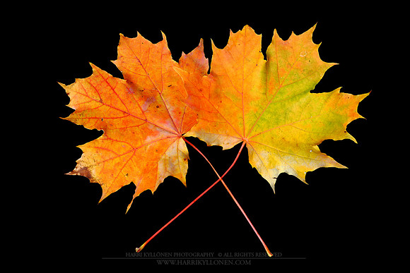 0286 - B - Maple leaves