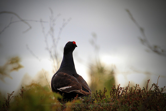 1223 - B - Black Grouse I