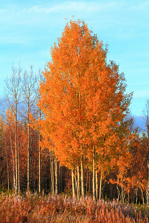 0429 - B - Aspen forest