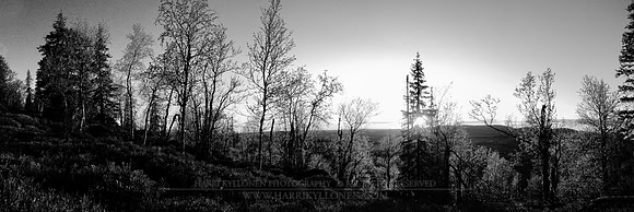 0578 - A - Glowing leaves b&w - HD