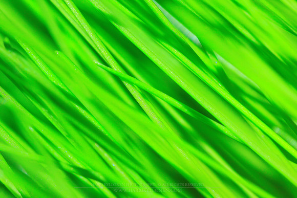 0014 - B - Rye-grass