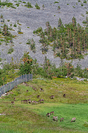 1879 - Reindeers on Pyhätunturi