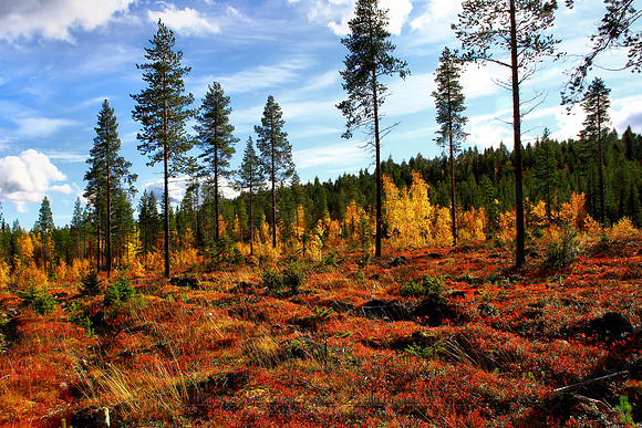 0270 - B - Autumn colours ll