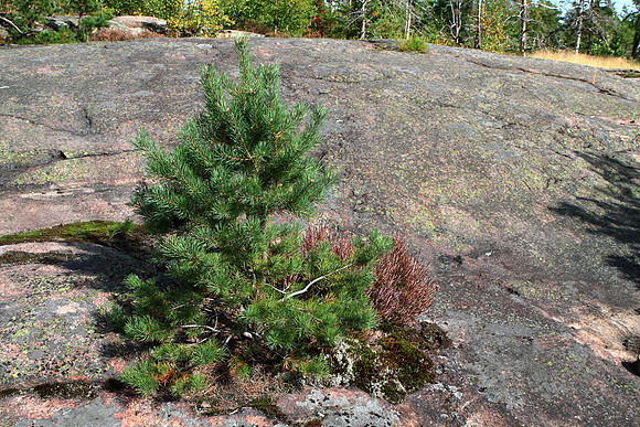 1111 - B - Pine and Heather on a cliff
