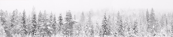 1344 - Misty forest