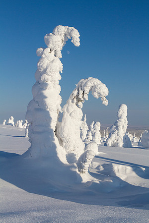 1796 - Bent trees on Riisitunturi