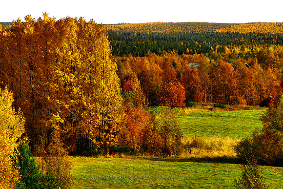 0263 - B - Autumn forest