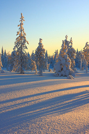 0348 - A - Winter shadows
