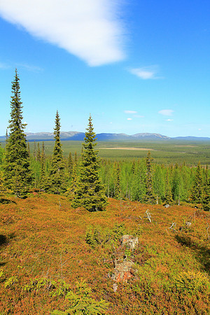 1162 - B - Three spruces