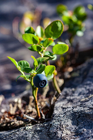 1892 - Blueberry