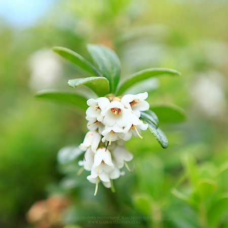 1702 - Lingonberry flowers