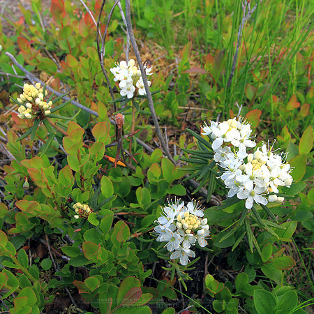 1688 - Wild Rosemary