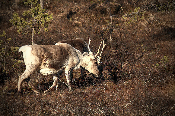 1222 - B - Reindeers