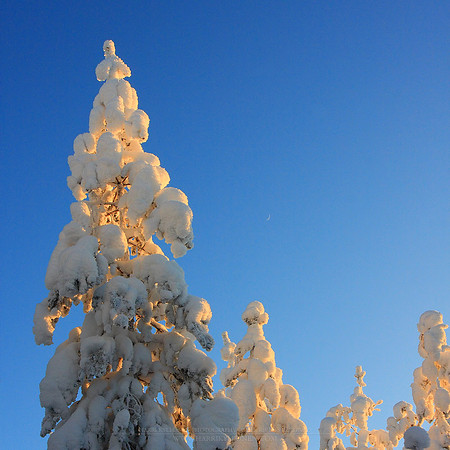 0343 - B - Above the trees