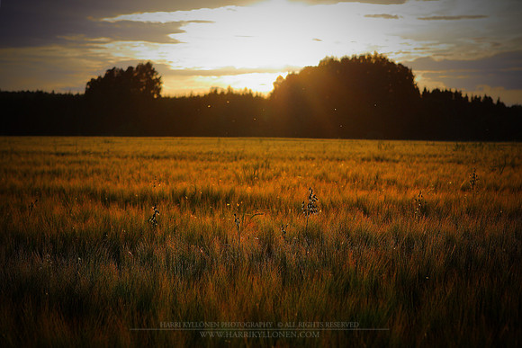 1149 - B - Summer night
