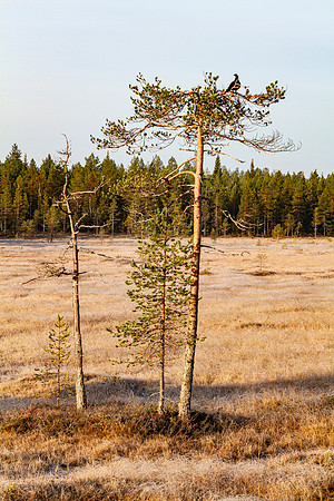 1902 - Watching on the tree